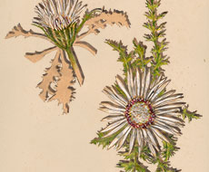 birgit lang - illustration für das buch "mein herbarium"