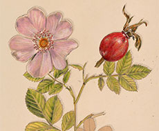 birgit lang - illustration für das buch "mein herbarium"